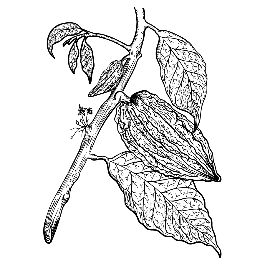 Luxurious Cocoa Butter Collection The Soap Bar