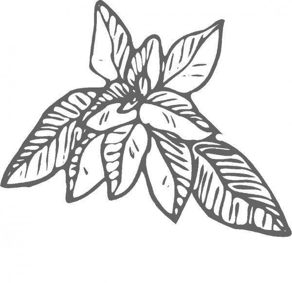 marjoram clipart