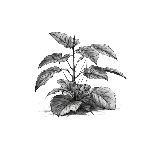 Castor Oil