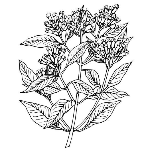 Clove Bud Oil
